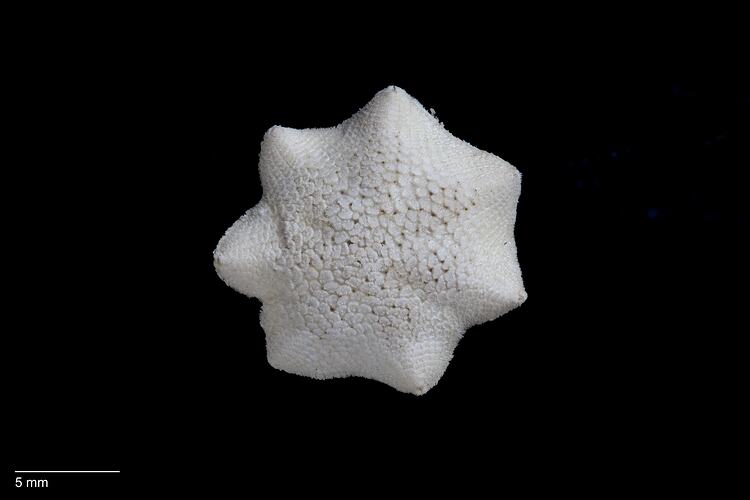 Dorsal view of white sea star specimen.