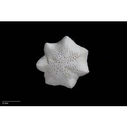 Dorsal view of white sea star specimen.