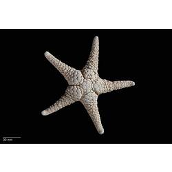 Dorsal view of five-armed dry sea star with obvious plates.