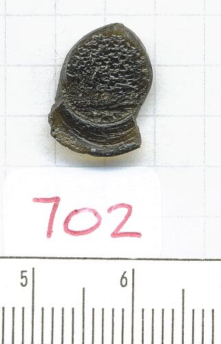Button-shaped tektite with half flange.