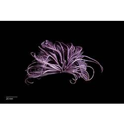 Purple feather star specimen.