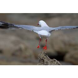 A bird, the Silver Gull, in flight (photographed from the rear).