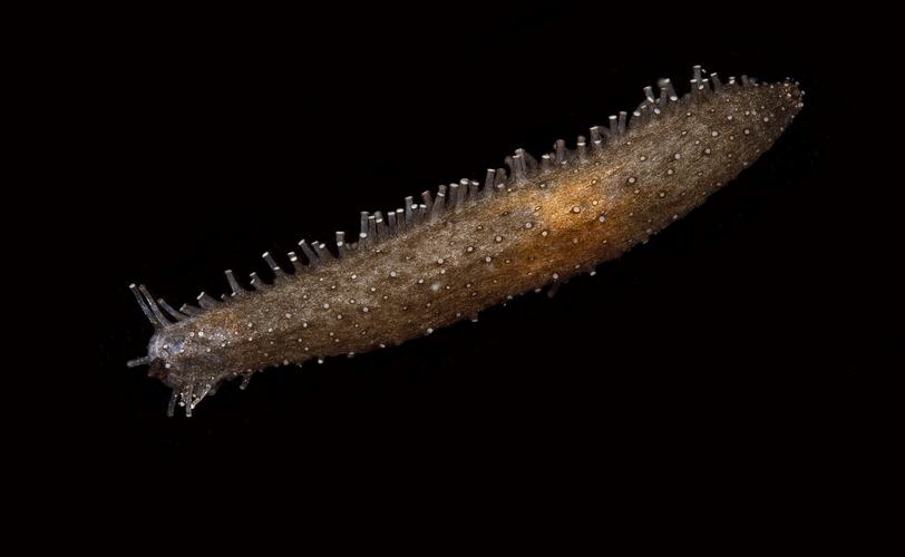 Orange-brown sea cucumber with narrow protrusions.