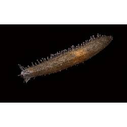 Orange-brown sea cucumber with narrow protrusions.