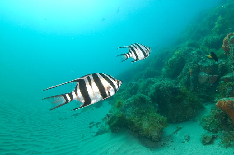 Two black and white striped fish swimming over sand.