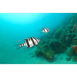 Two black and white striped fish swimming over sand.