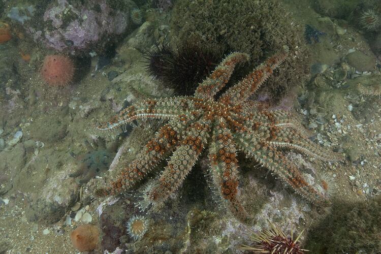 <em>Coscinasterias muricata</em>, Eleven-armed Seastar. Point Cook, Port Phillip, Victoria.