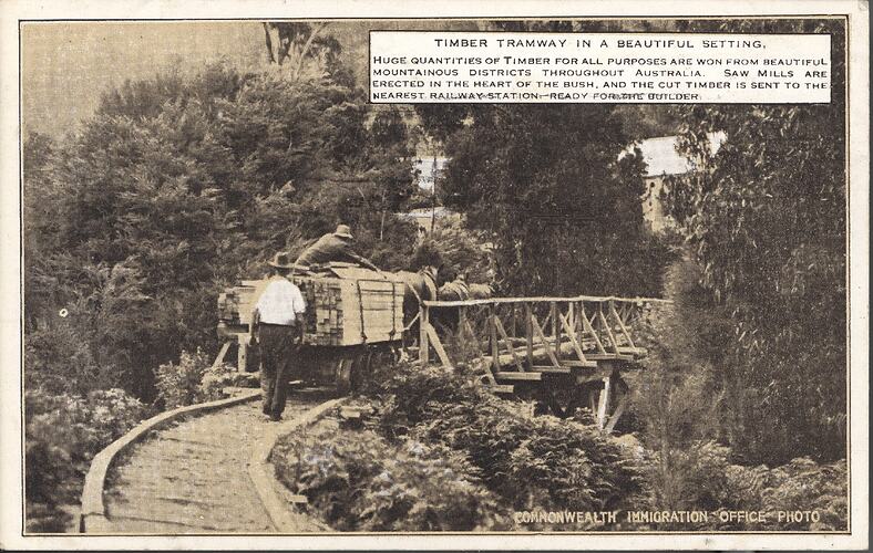 Postcard - 'Timber Tramway in a Beautiful Setting', Commonwealth Immigration Office, 1924