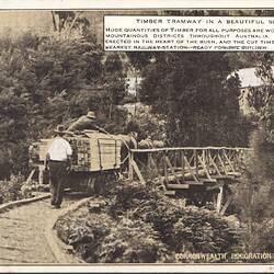 Postcard - 'Timber Tramway in a Beautiful Setting', Commonwealth Immigration Office, circa 1924