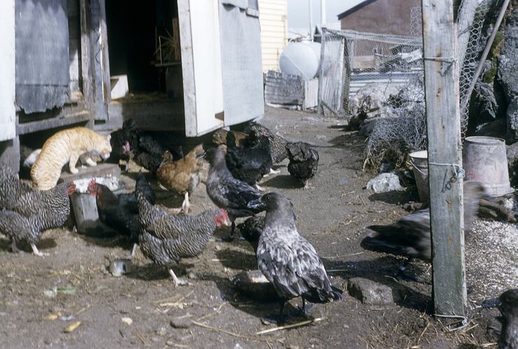 Cat Harassing Poultry & Skuas, Macquarie Island, Tasmania, Dec 1959