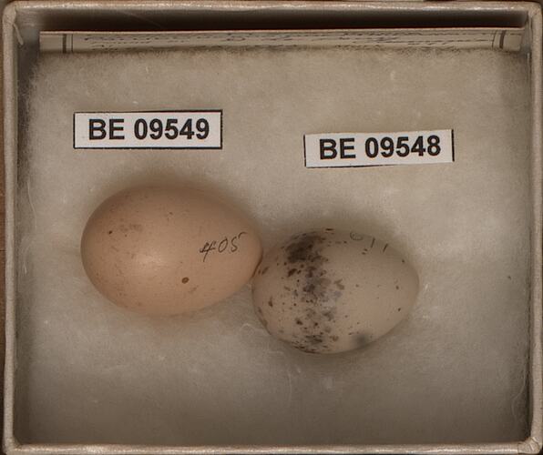Two eggs and specimen labels in square box.