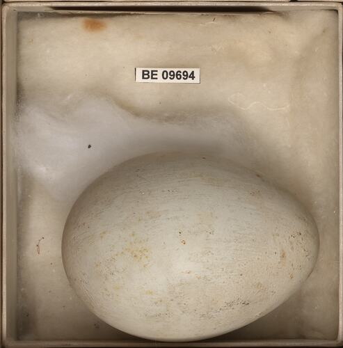 Bird egg with specimen labels in box.