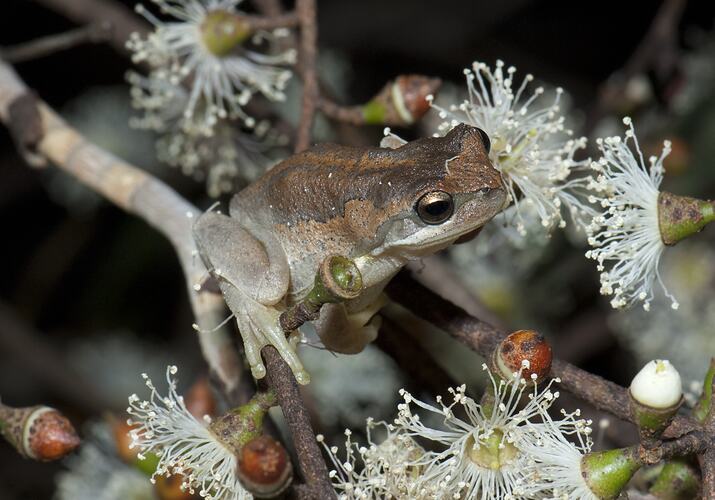 Brown frog on Eucalyptus twig with white flowers.
