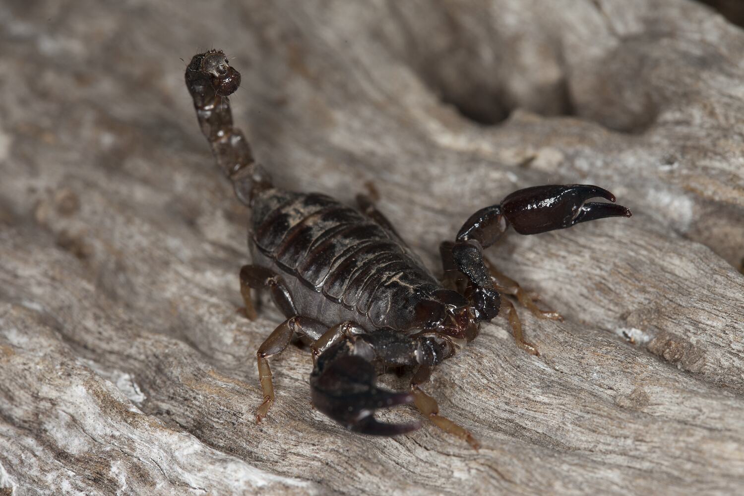 Urodacus manicatus (Thorell, 1876), Black Rock Scorpion