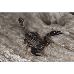 <em>Urodacus manicatus</em> (Thorell, 1876), Black Rock Scorpion
