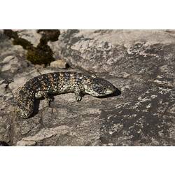 Broad, squat lizard on rock.