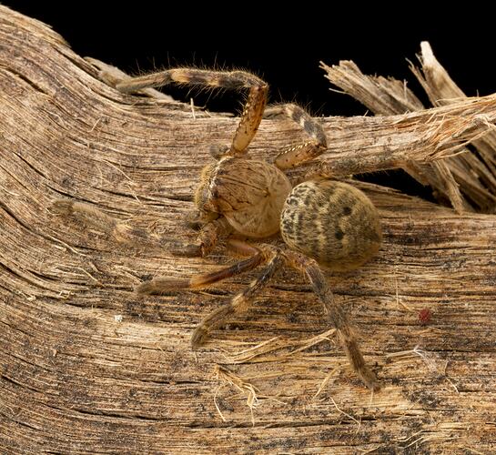 Light brown spider, banded, hairy legs.