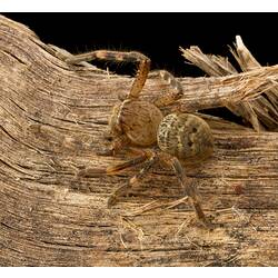 Light brown spider, banded, hairy legs.