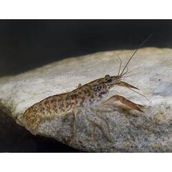 Mottled brown crayfish on rock.