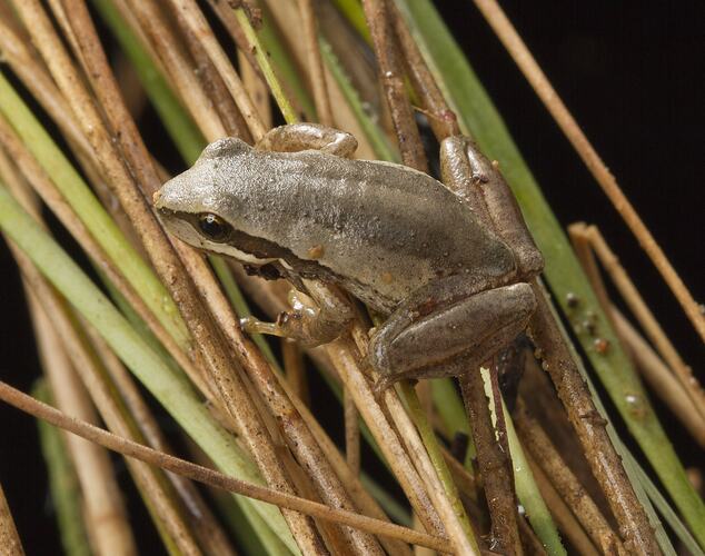Brown coloured frog on grass.