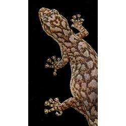 A heavily-gravid (carrying eggs) female Marbled Gecko on a black background.