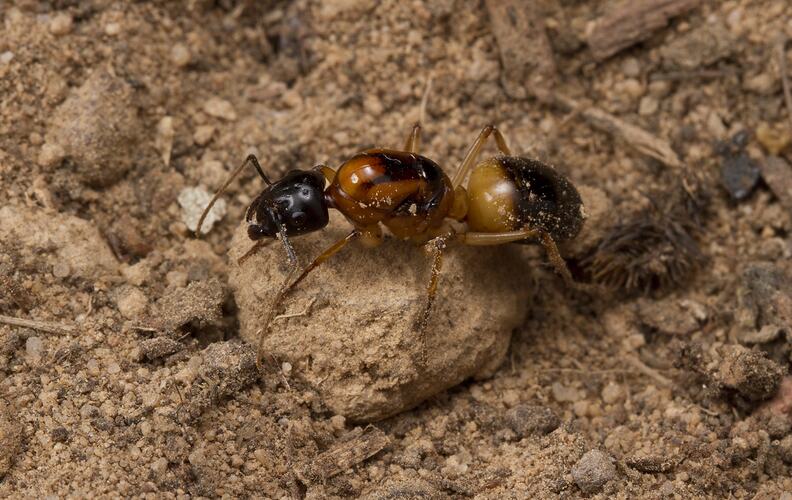 Ant.