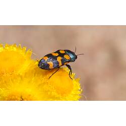 Jewel Beetle.