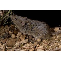 A Heath Mouse on leaf litter nosing at a plant.