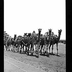Negative - Camel Team Pulling a Wagon Loaded with Bags, by Hugh Conran, Mardie, via Onslow, Western Australia, 1913