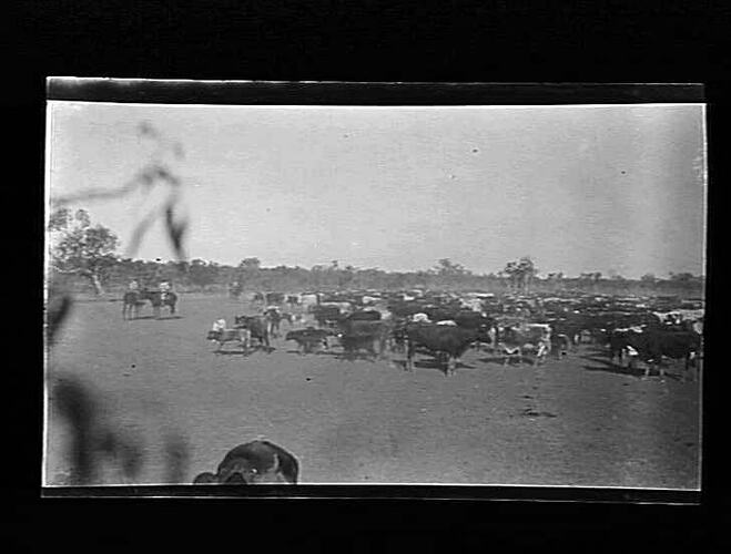Negative - Cattle Muster