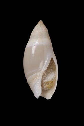 <em>Amalda (Alocospira) petterdi</em>, ancilla, shell.  Registration no. F 179290.