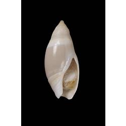 <em>Amalda (Alocospira) petterdi</em>, ancilla, shell.  Registration no. F 179290.