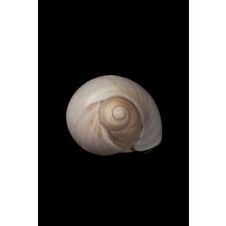 <em>Polinices (Conuber) conicus</em>, Moon Snail, shell.  Registration no. F 179323.