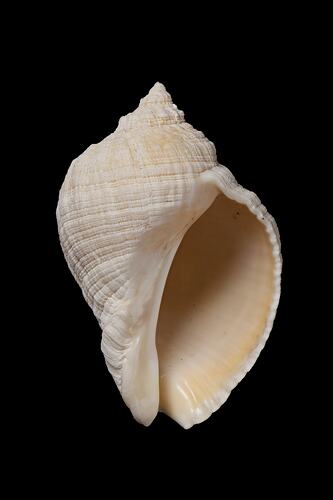 <em>Dicathais orbita</em>, Dog Winkle, shell.  Registration no. F 179307.