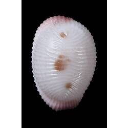 <em>Trivia (Ellatrivia) merces</em>, Australian Bean Cowry, shell.  Registration no. F 179953.