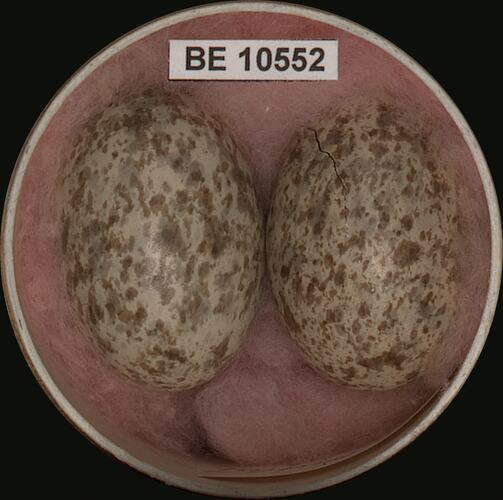 Two bird eggs with specimen label in round box.