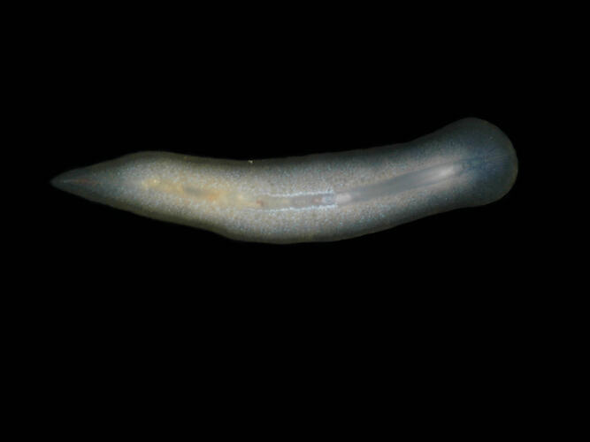 Family Prosthiostomidae, flatworm. Portsea Pier, Victoria. [F 202591]