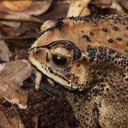 Close up of toad's cheek.