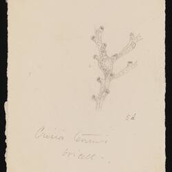 Illustration - pencil on paper of bryozoa