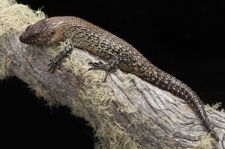 White-flecked brown lizard on branch.
