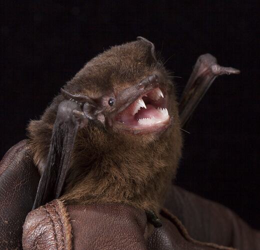 Small brown bat held by leather-gloved hands.