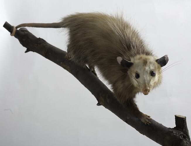 Taxidermied opossum specimen mounted to a tree branch, looking towards the camera.
