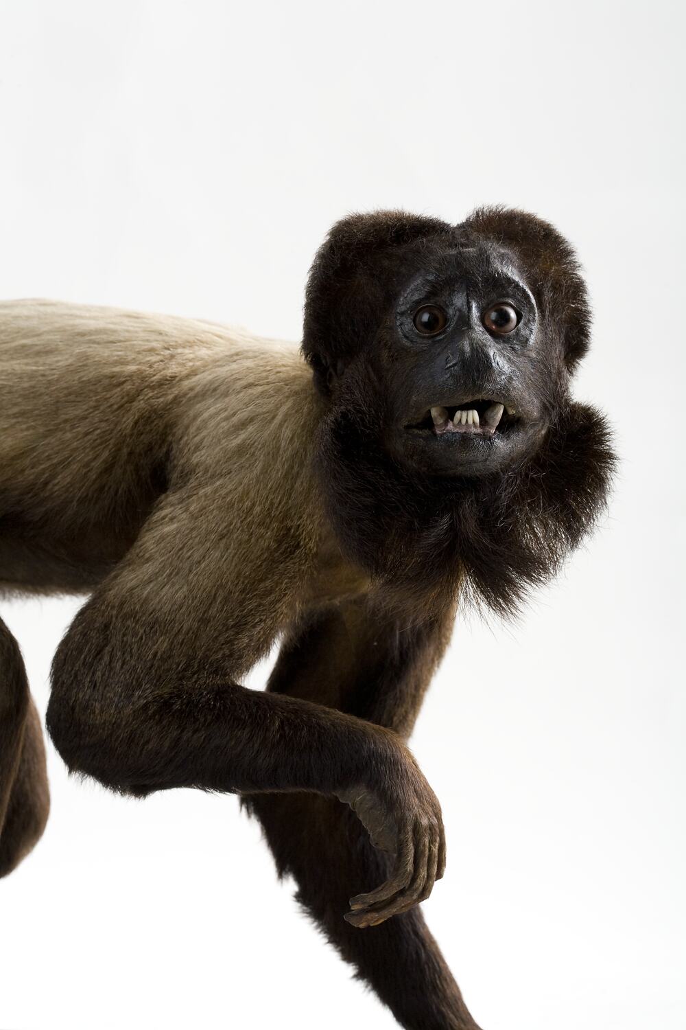NATURAL MOUNTAIN MONKEYS HAKU【箔】BLACK NATURAL MOUNTAIN MONKEYS - HAKU ONLINE SHOP /アウトドア用品
