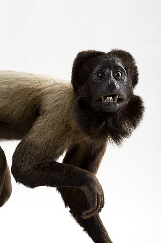 Head and shoulders of taxidermied brown monkey.