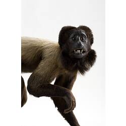 Head and shoulders of taxidermied brown monkey.
