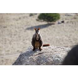 <em>Petrogale penicillata</em>, Brush-tailed Rock Wallaby. Mount Rothwell Sanctuary, Victoria.