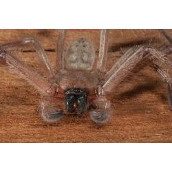 <em>Delena cancerides</em>, Social Huntsman. Lake Condah, Budj Bim Cultural Heritage Landscape, Victoria.