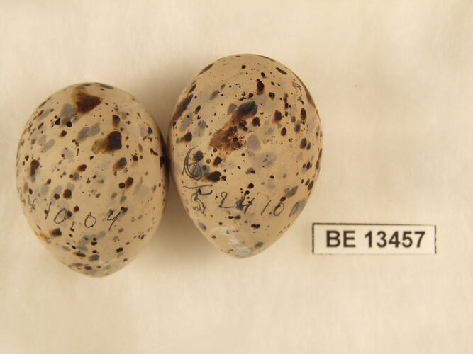 Two bird eggs with specimen label.