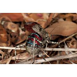 <em>Acripeza reticulata</em>, Mountain Katydid. Budj Bim Cultural Heritage Landscape, Victoria.