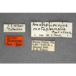 Entomology type specimen labels.